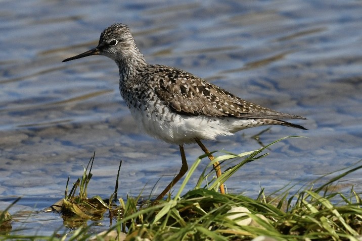 Lesser Yellowlegs - Richard Audette