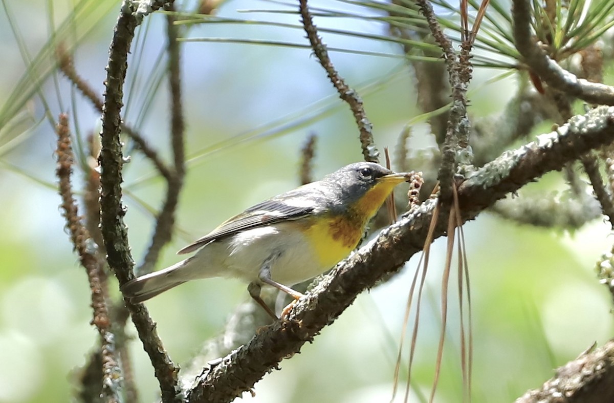 Northern Parula - ML618104659