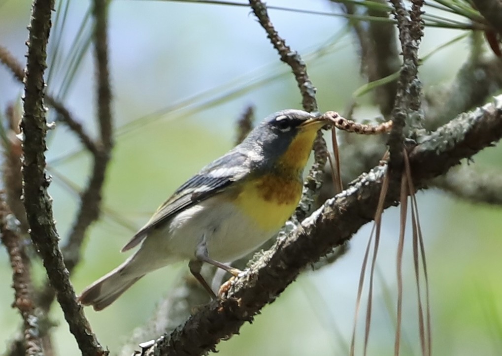 Northern Parula - Margaret Bergstrom