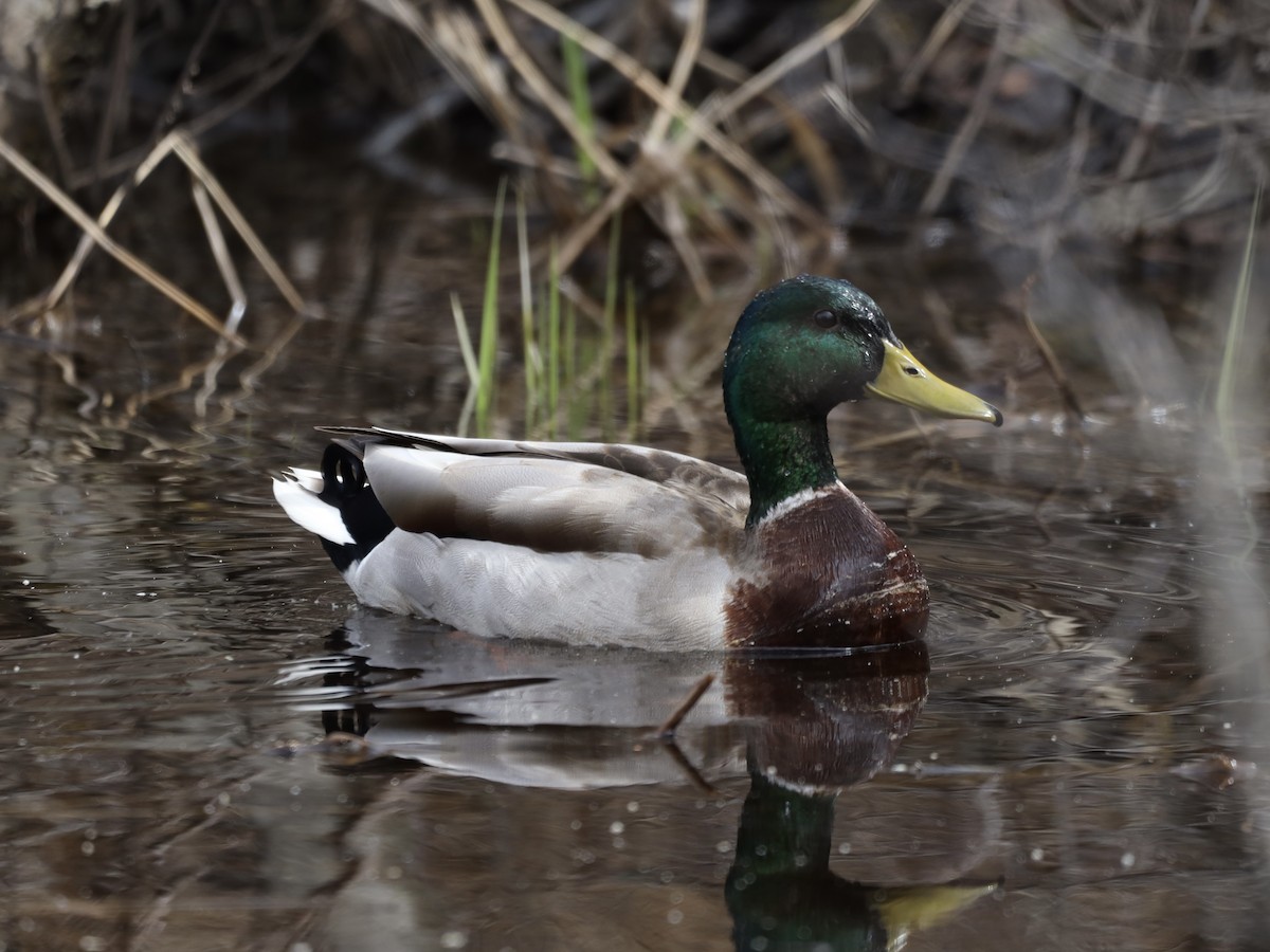 Mallard - ML618104667