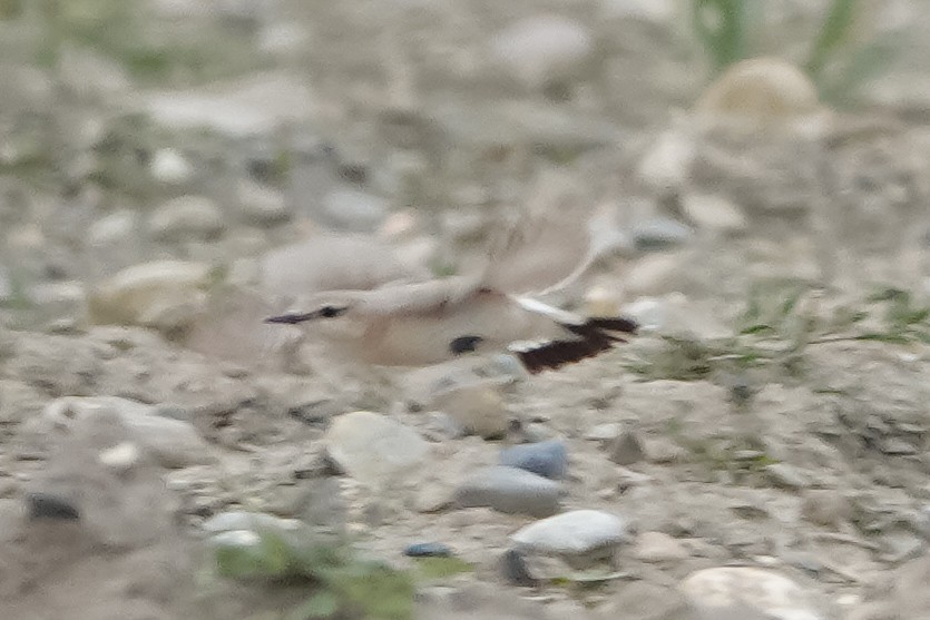 Isabelline Wheatear - ML618104696