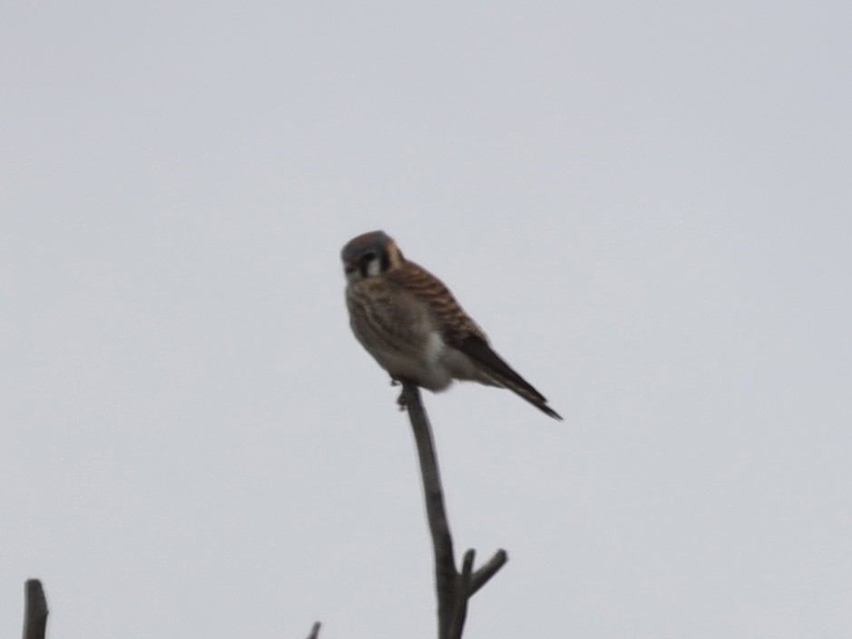 American Kestrel - ML618104699