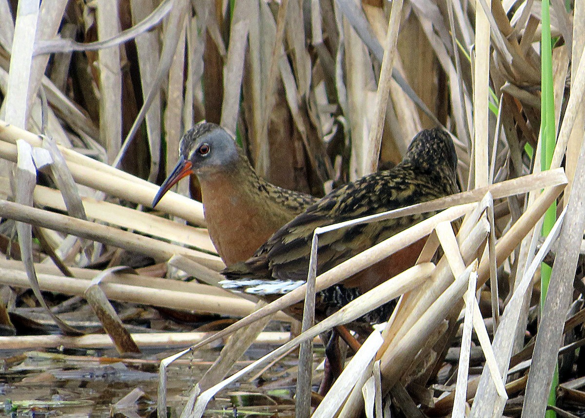 Virginia Rail - Marianne Friers