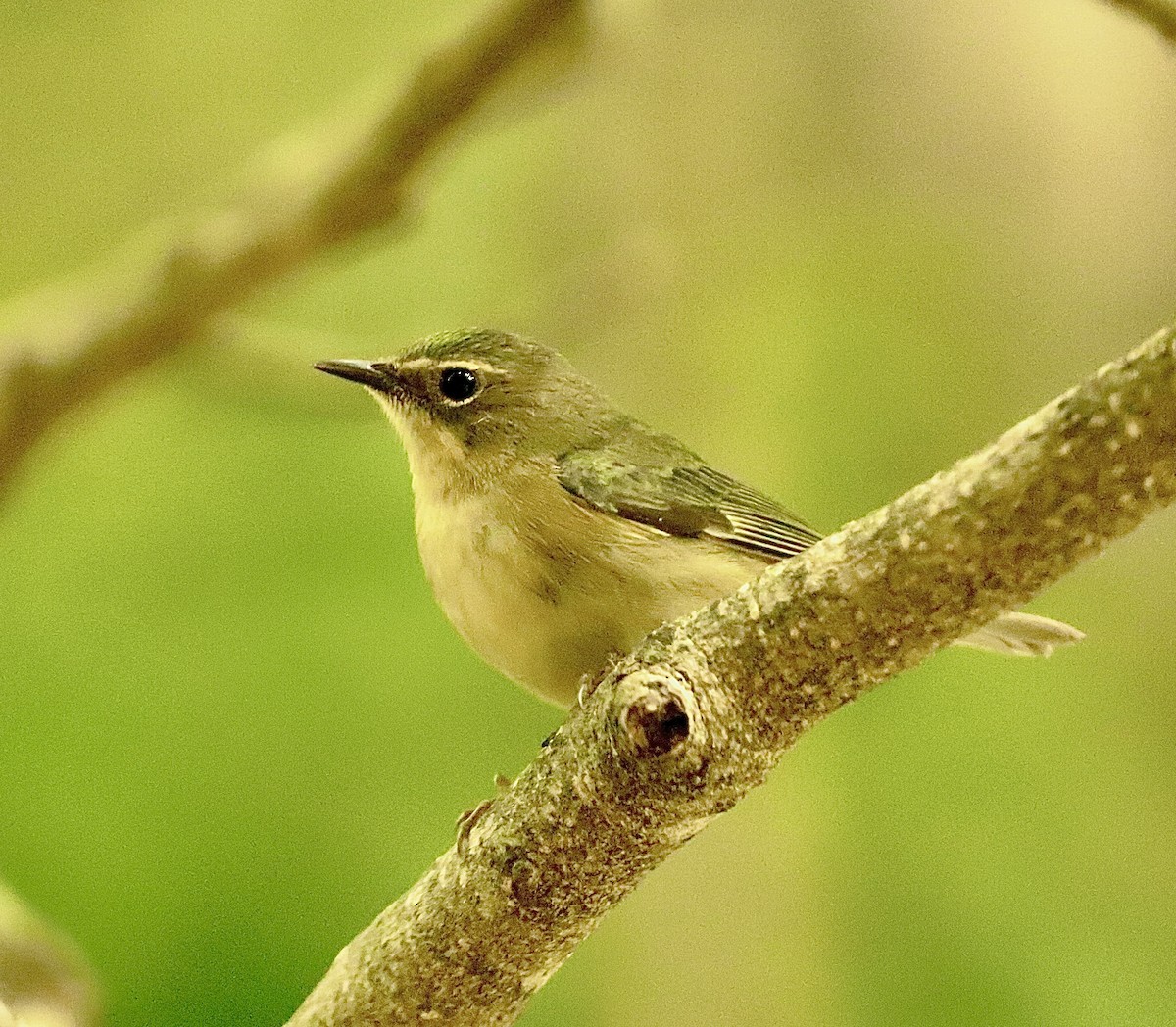 Black-throated Blue Warbler - ML618104721