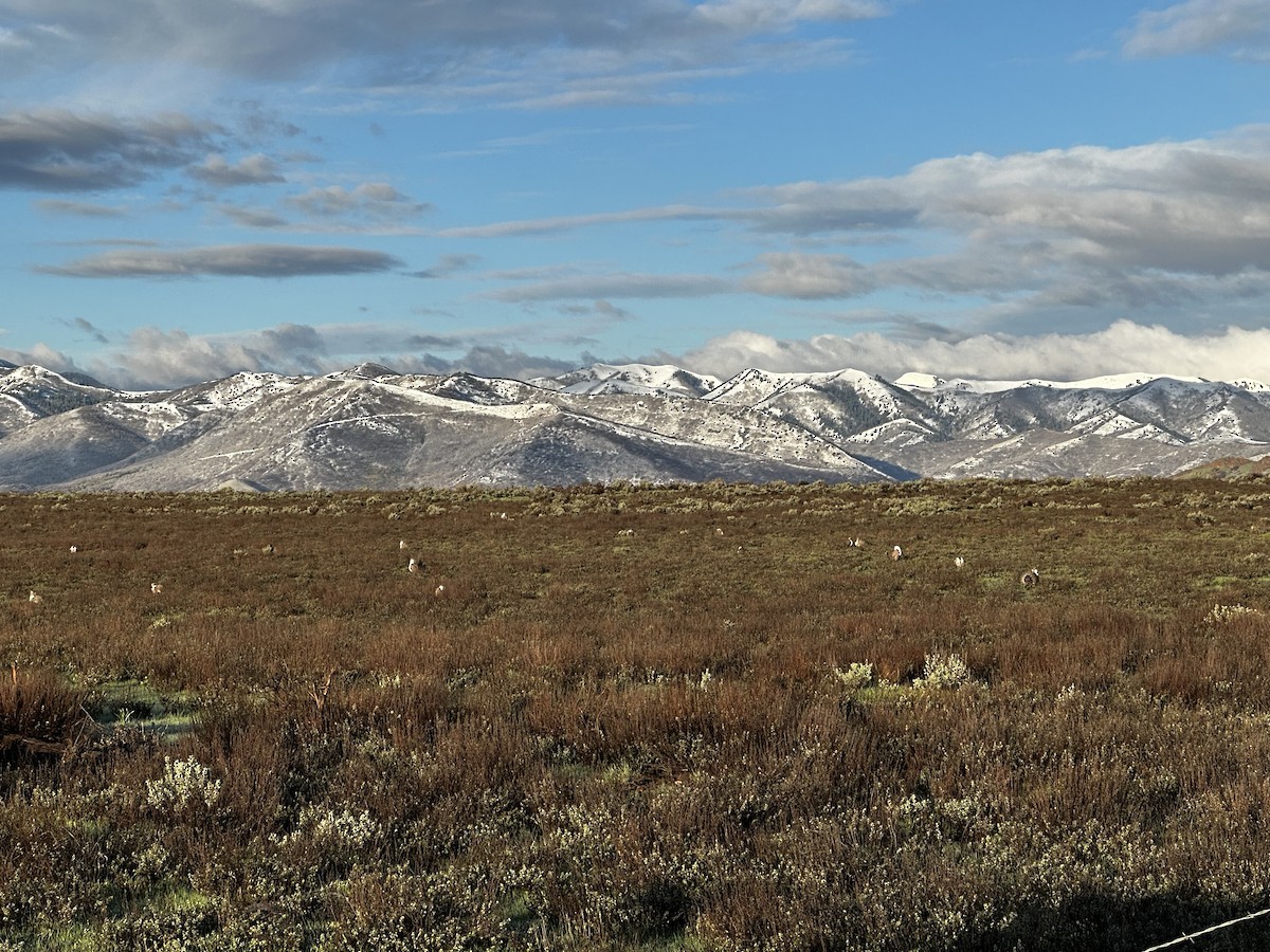 Greater Sage-Grouse - Ryan  Jensen