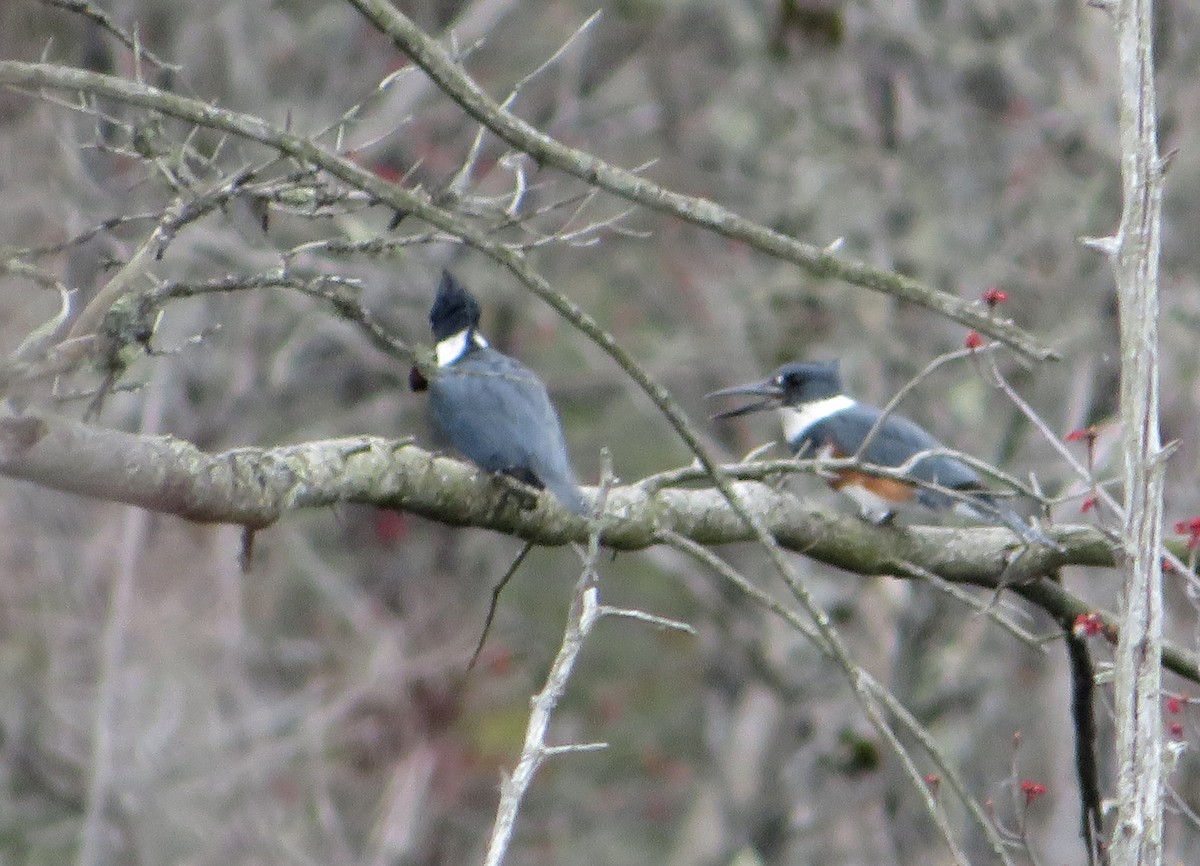 Belted Kingfisher - Marianne Friers