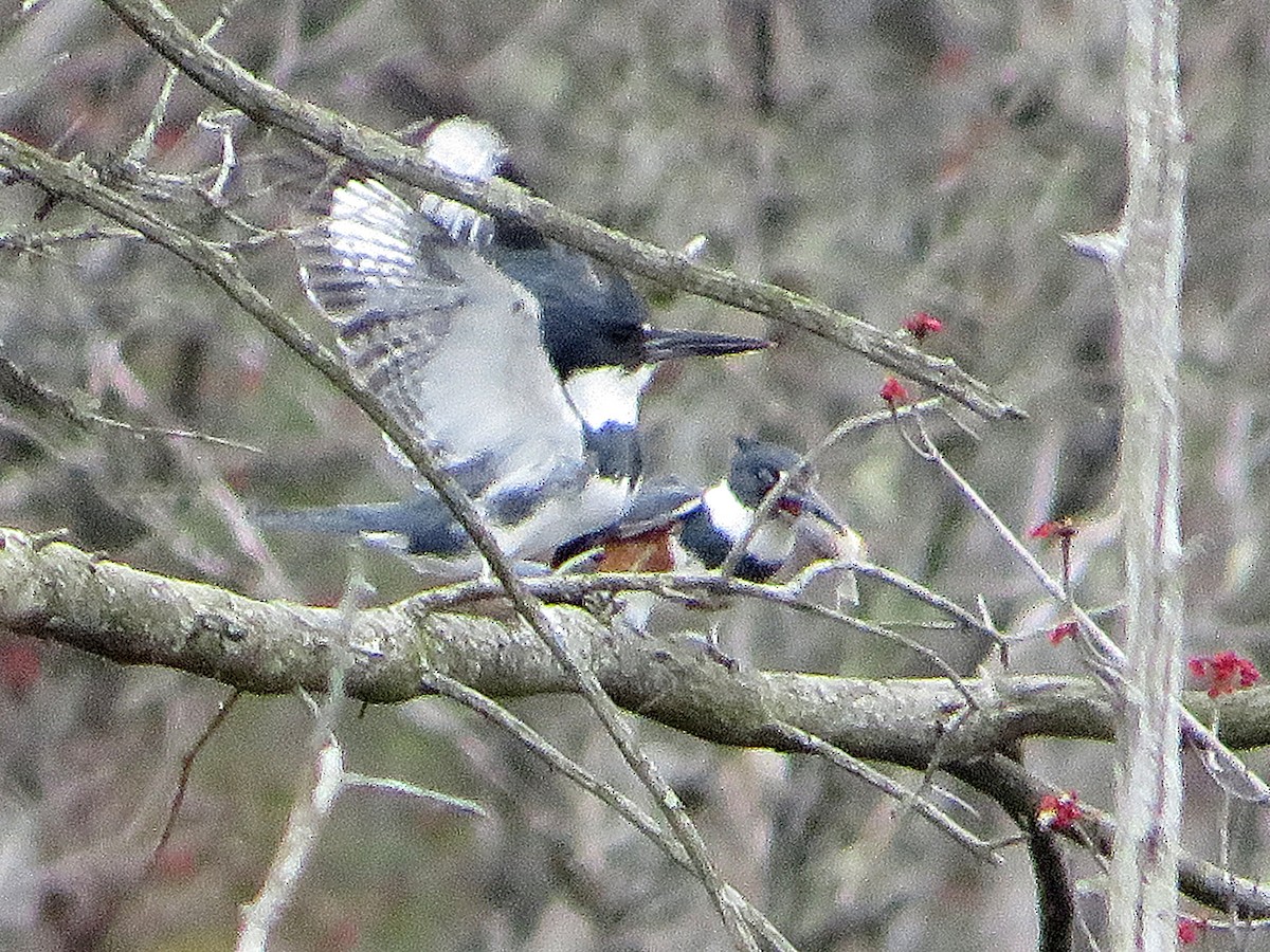 Belted Kingfisher - Marianne Friers