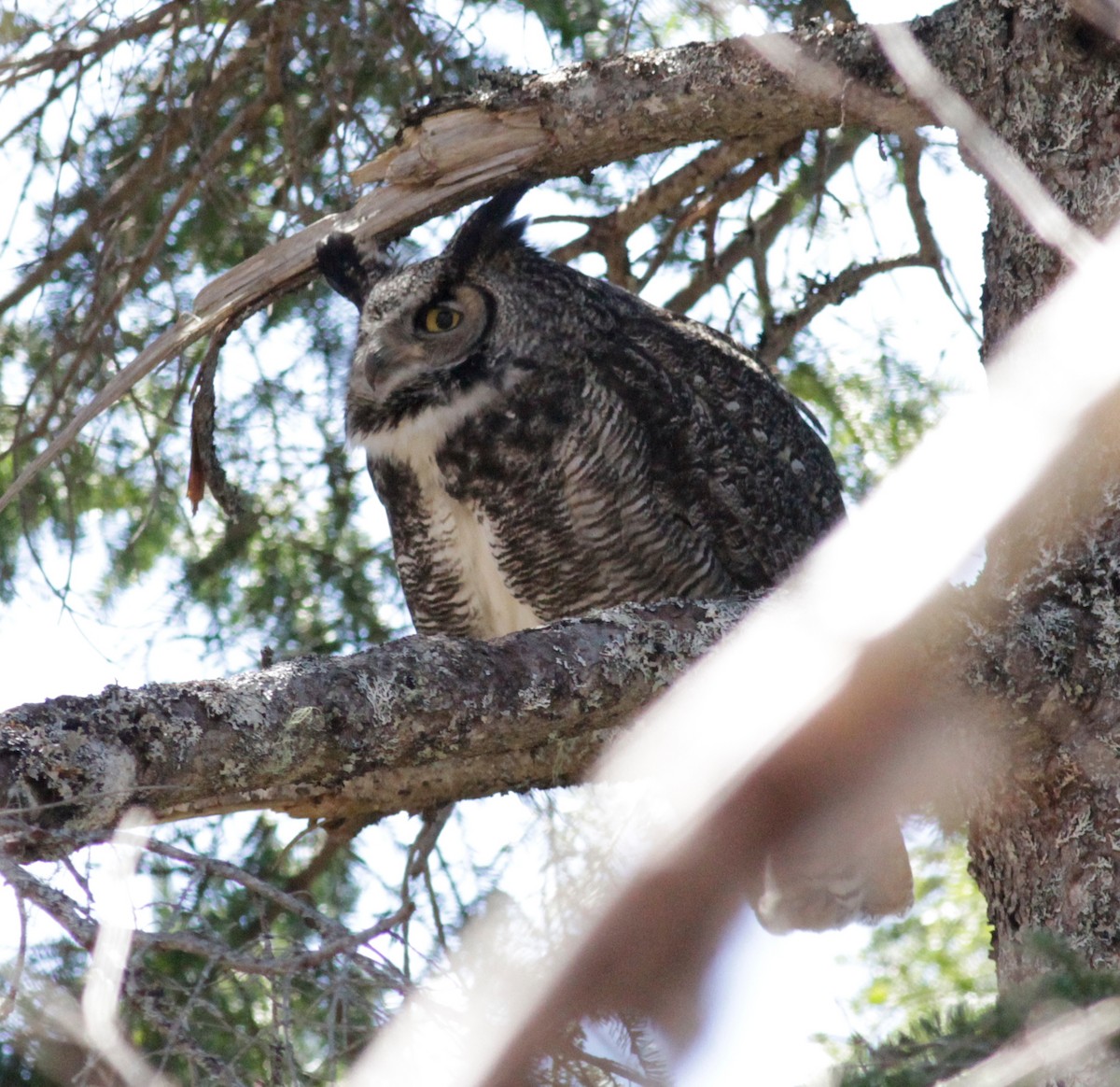 Great Horned Owl - Randolph White 🦅