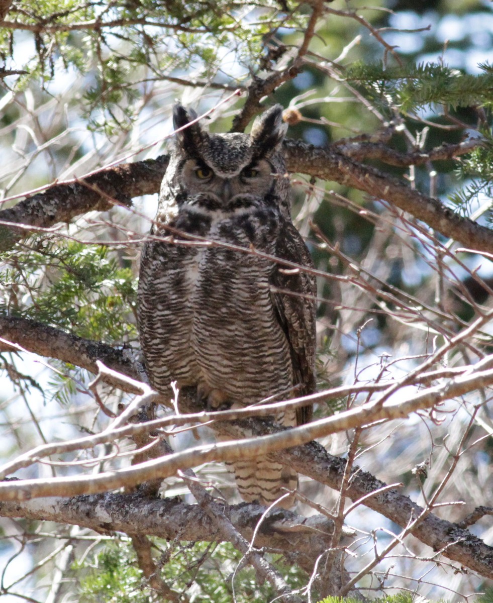 Great Horned Owl - Randolph White 🦅