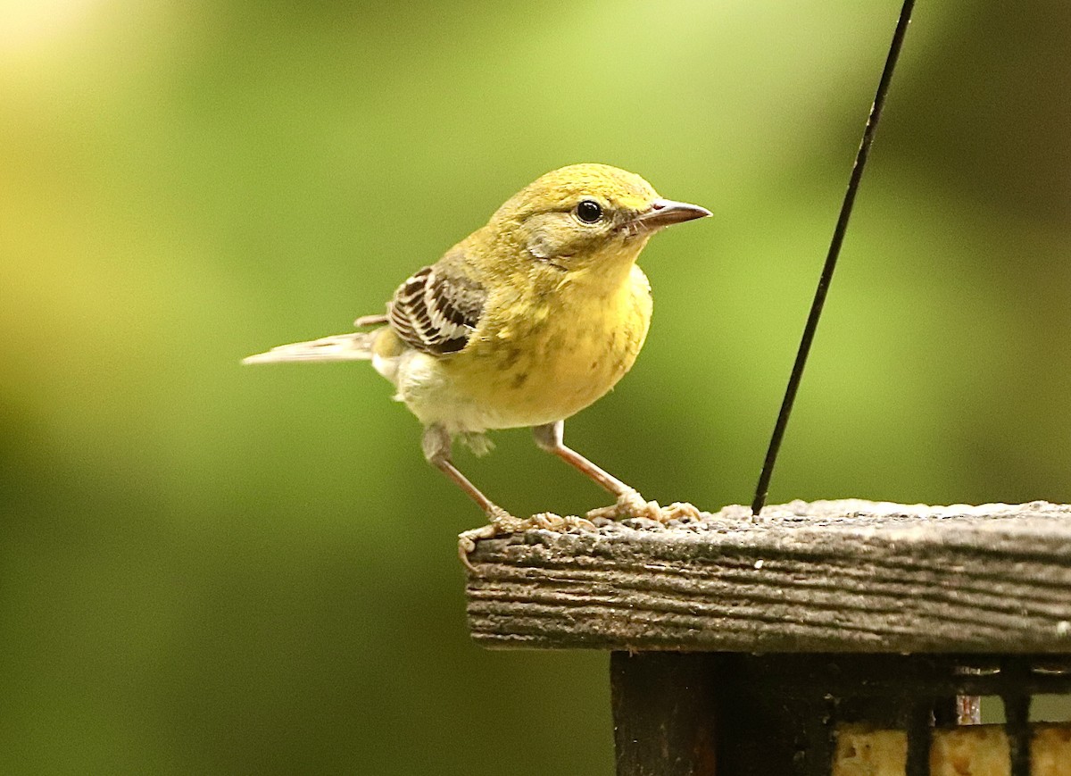 Pine Warbler - ML618104780