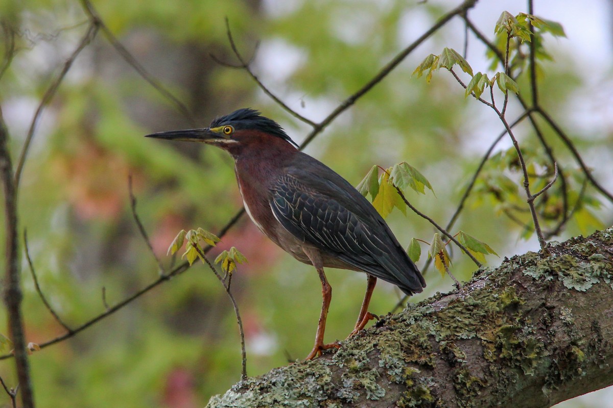 Green Heron - Jason Lenzi