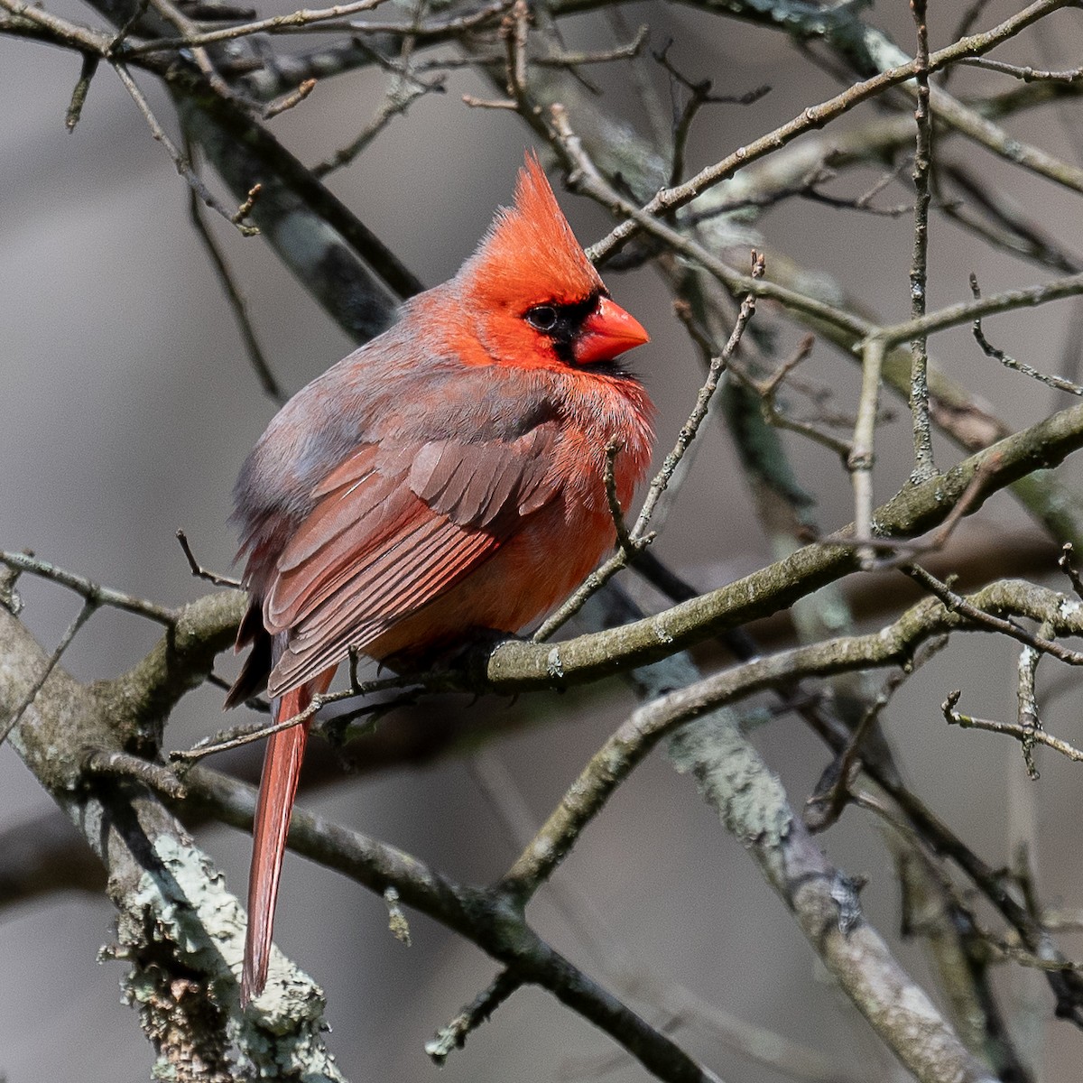 Northern Cardinal - ML618104823