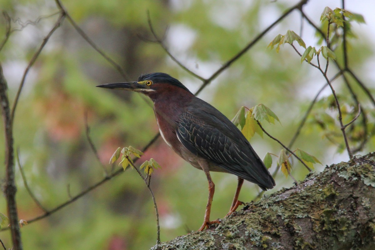 Green Heron - Jason Lenzi