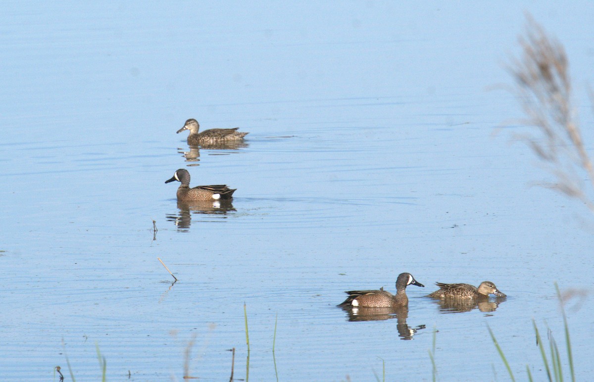 Blue-winged Teal - Cindy & Gene Cunningham