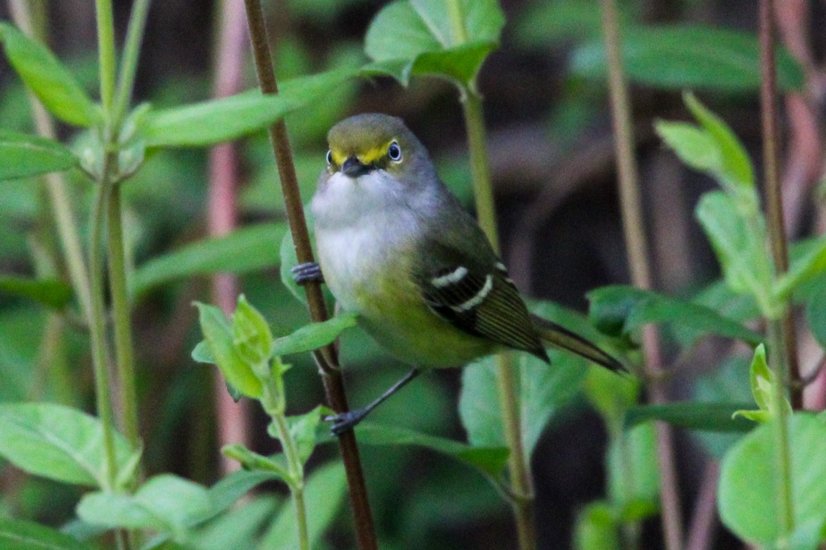 Vireo Ojiblanco - ML618104854