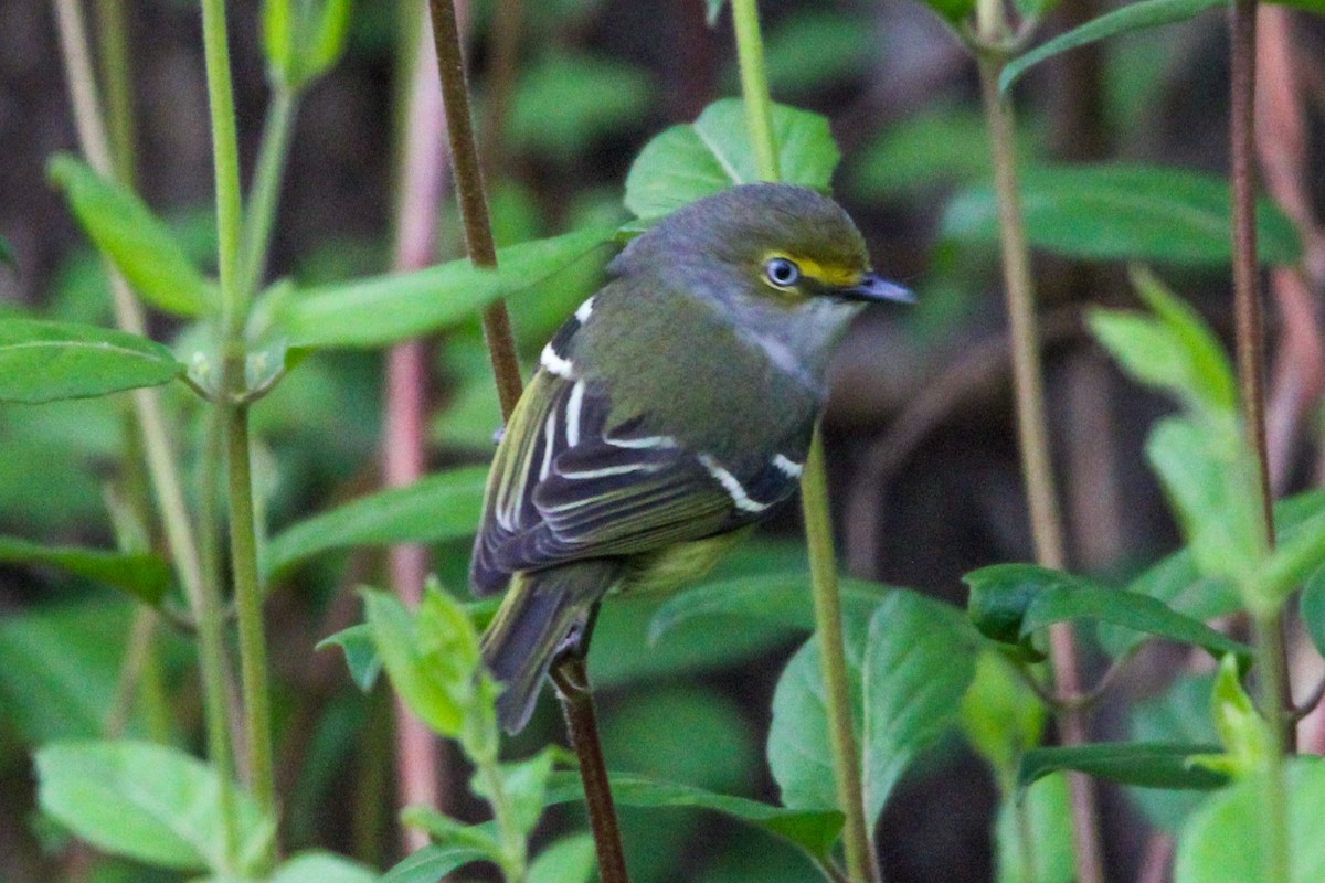 White-eyed Vireo - Jason Lenzi