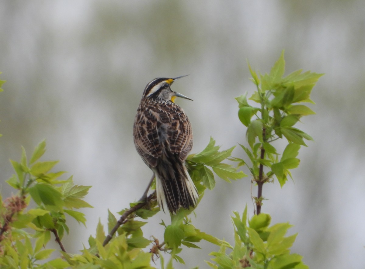 Eastern Meadowlark - Martin Berg