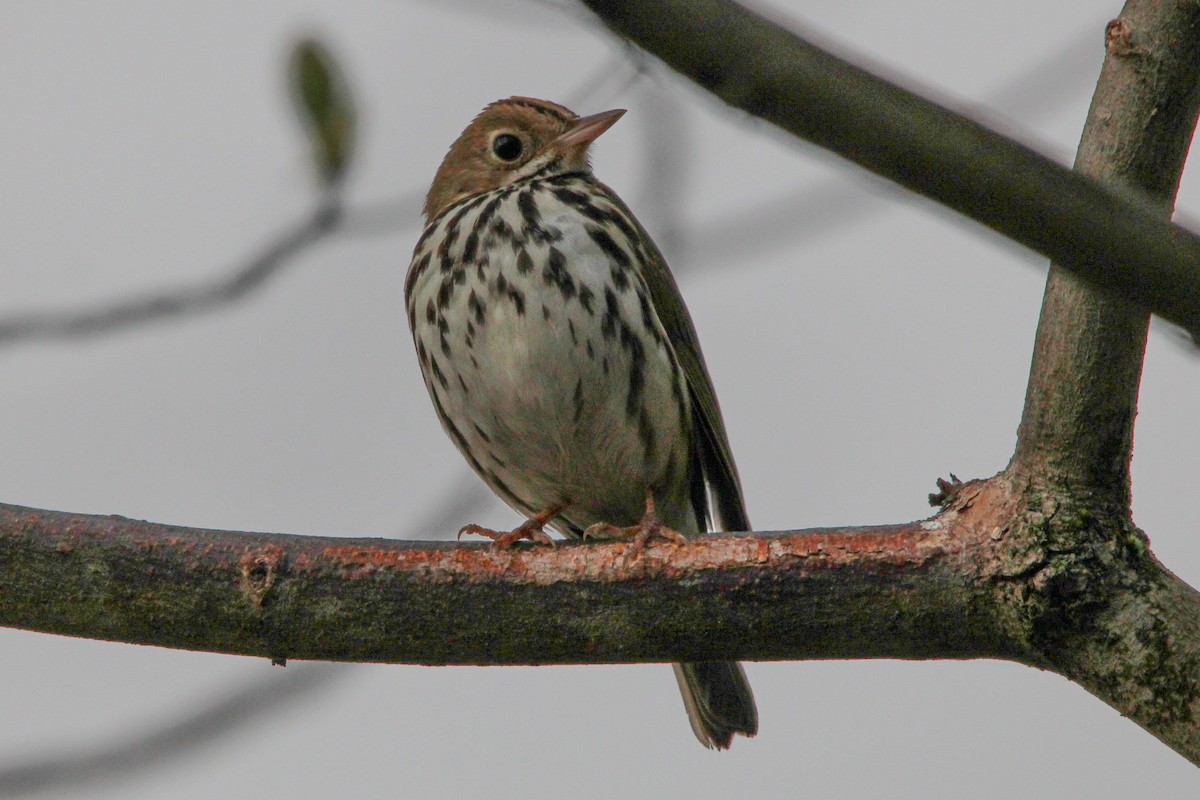 Ovenbird - Jason Lenzi