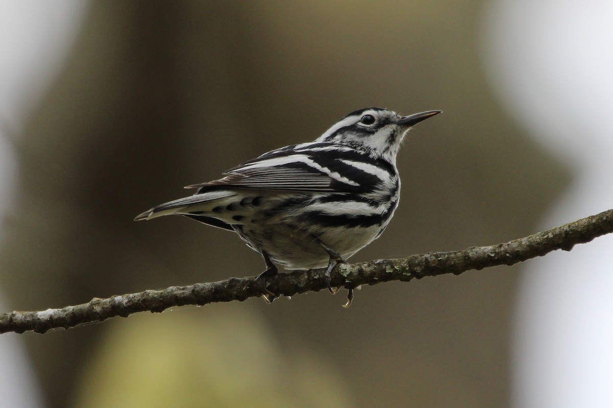 Black-and-white Warbler - Jason Lenzi