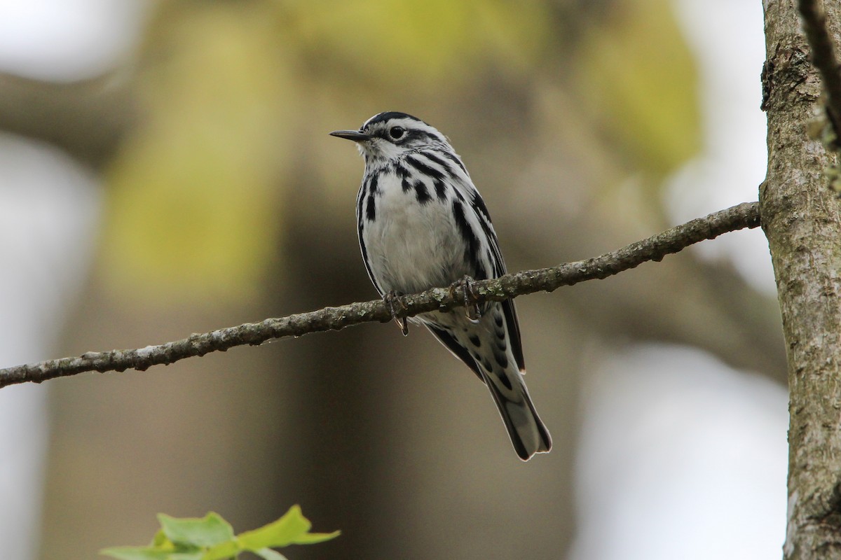 Black-and-white Warbler - Jason Lenzi