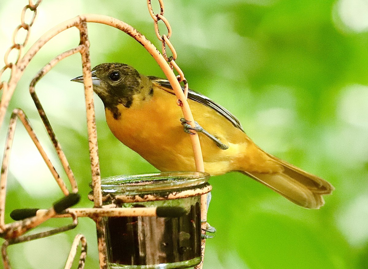 Baltimore Oriole - ML618104916