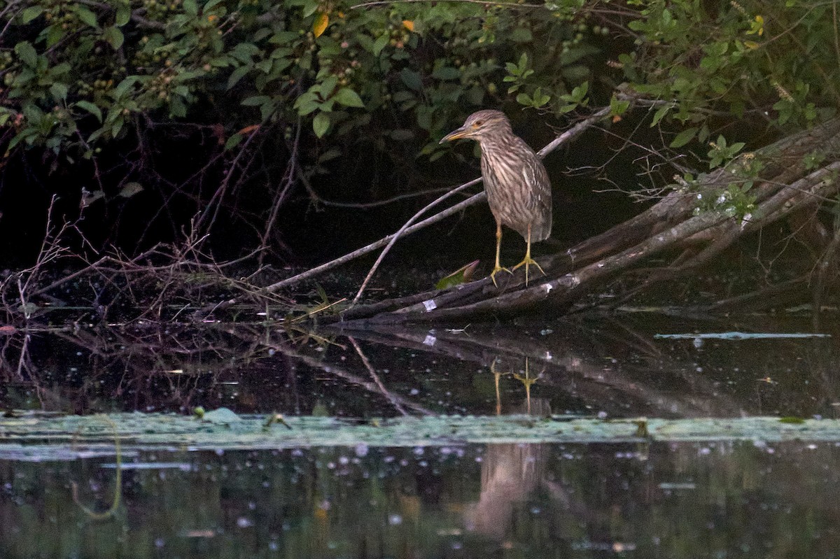 Black-crowned Night Heron - Jay Dia