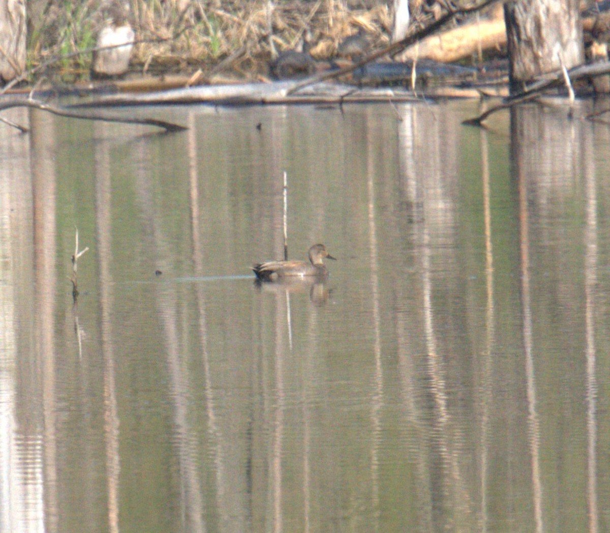 Gadwall - Cindy & Gene Cunningham