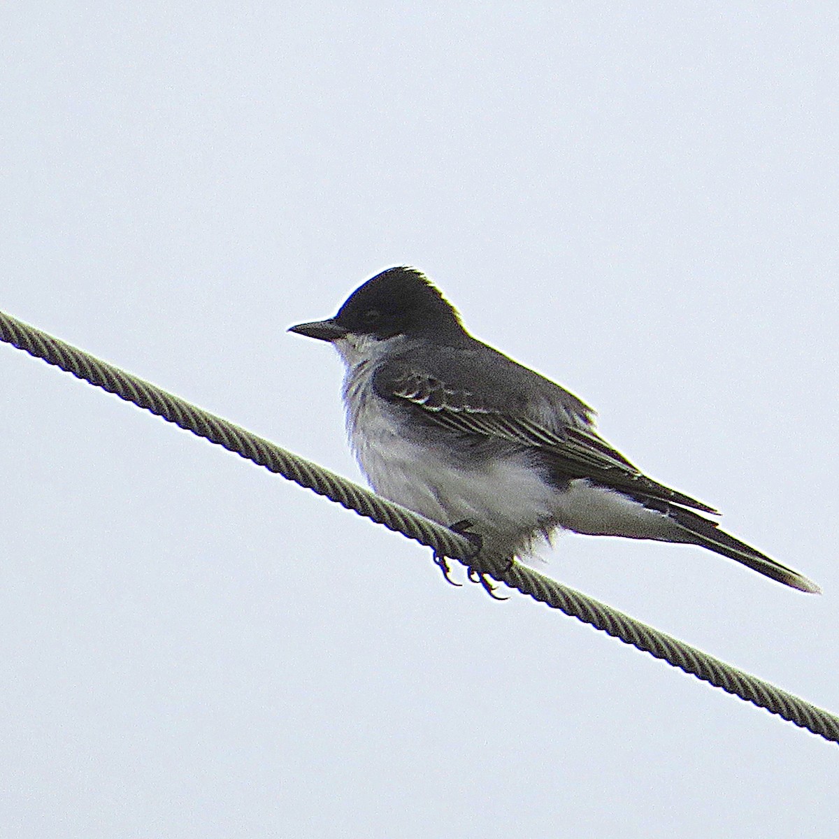 Eastern Kingbird - Marianne Friers