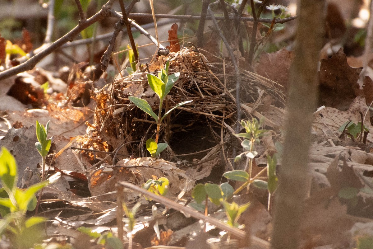 Ovenbird - Amiel Hopkins