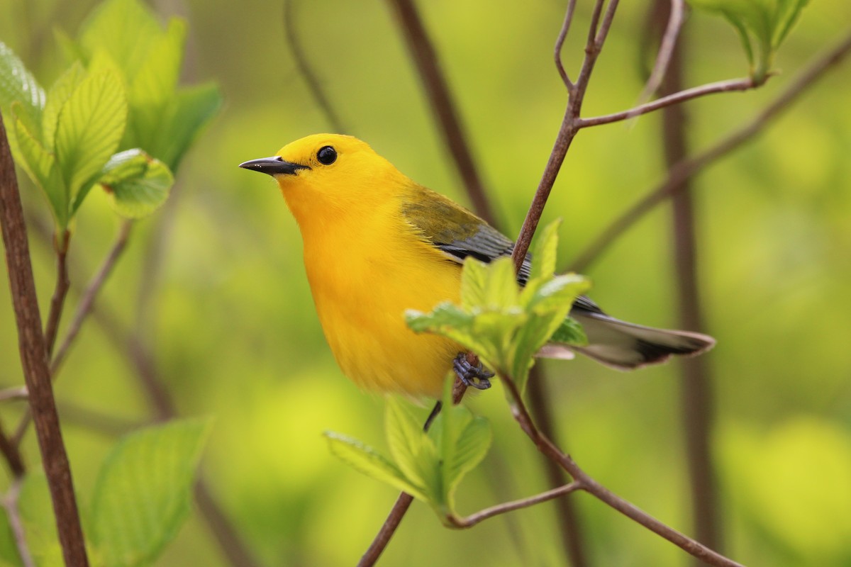 Prothonotary Warbler - Jason Lenzi