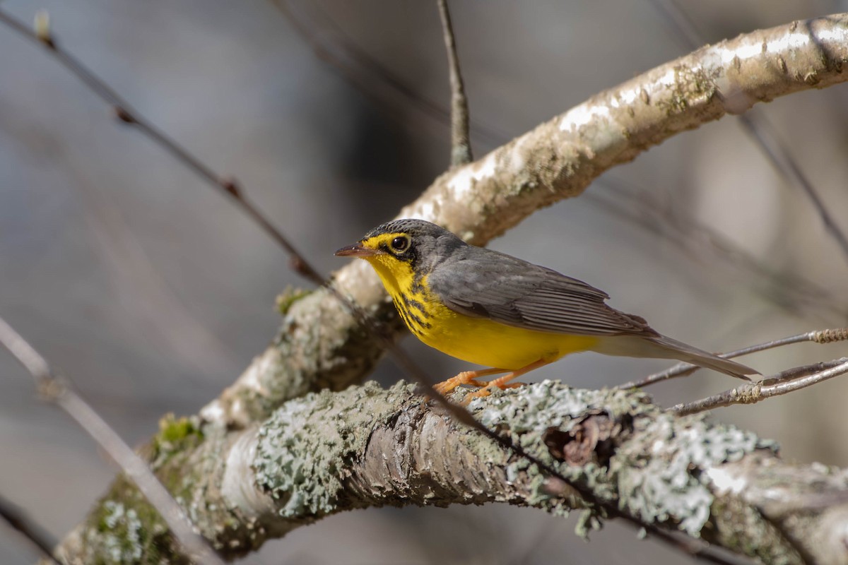 Canada Warbler - Amiel Hopkins