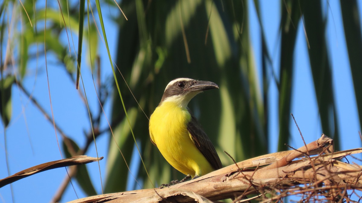 Boat-billed Flycatcher - Israel Toloza Pérez