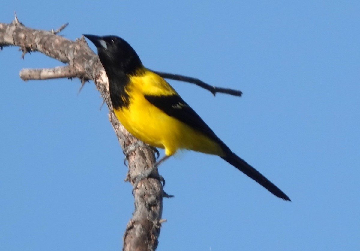 Audubon's Oriole - Iliana Stokes