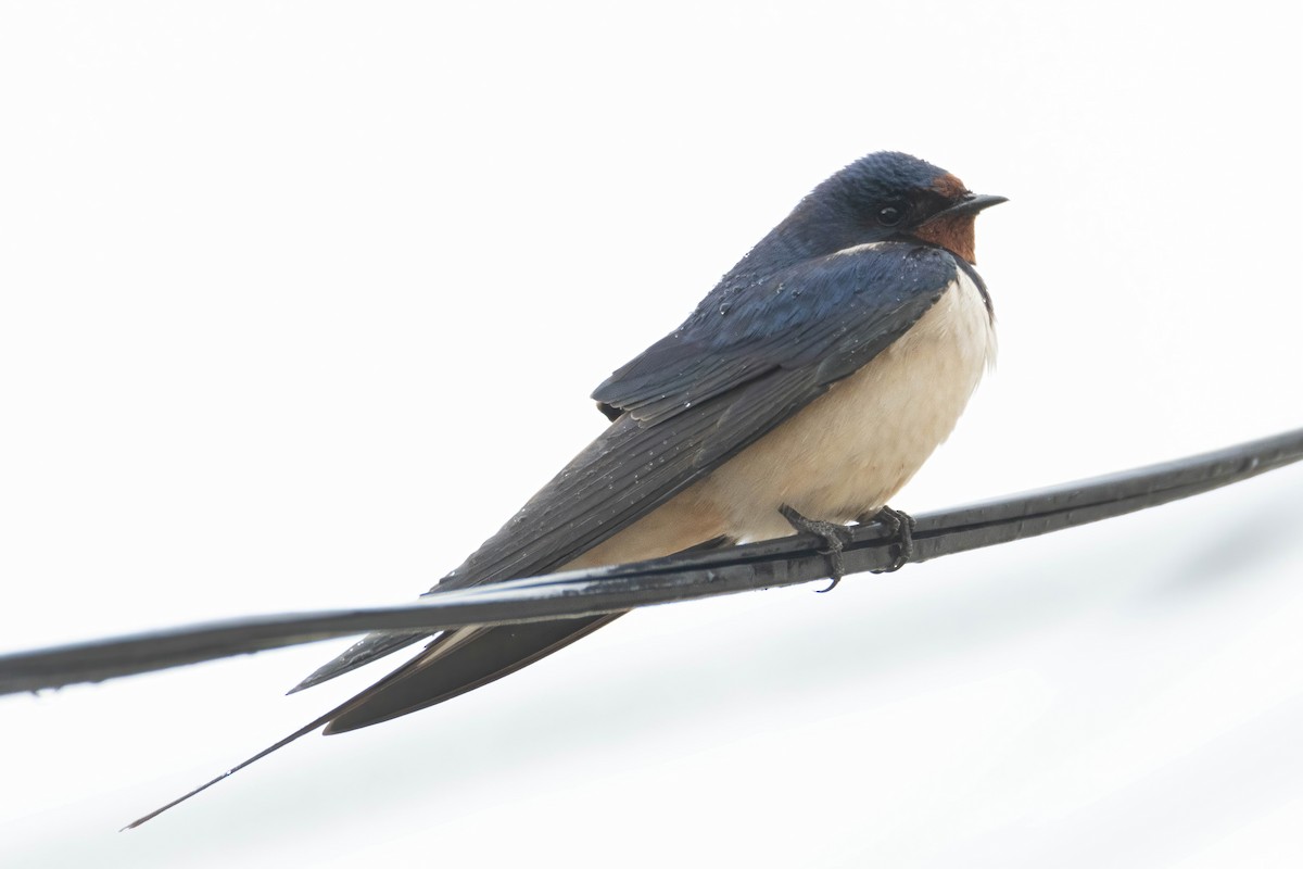 Barn Swallow - ML618104979