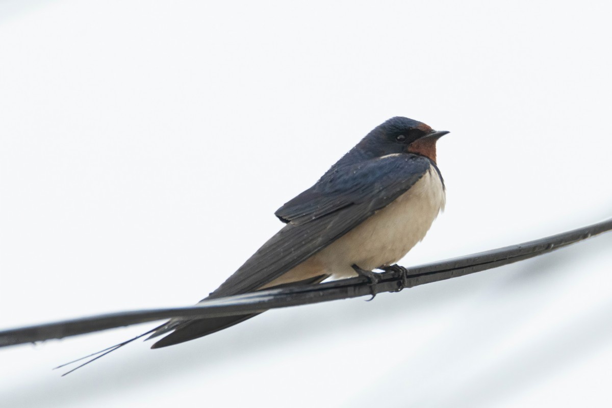 Barn Swallow - ML618104980