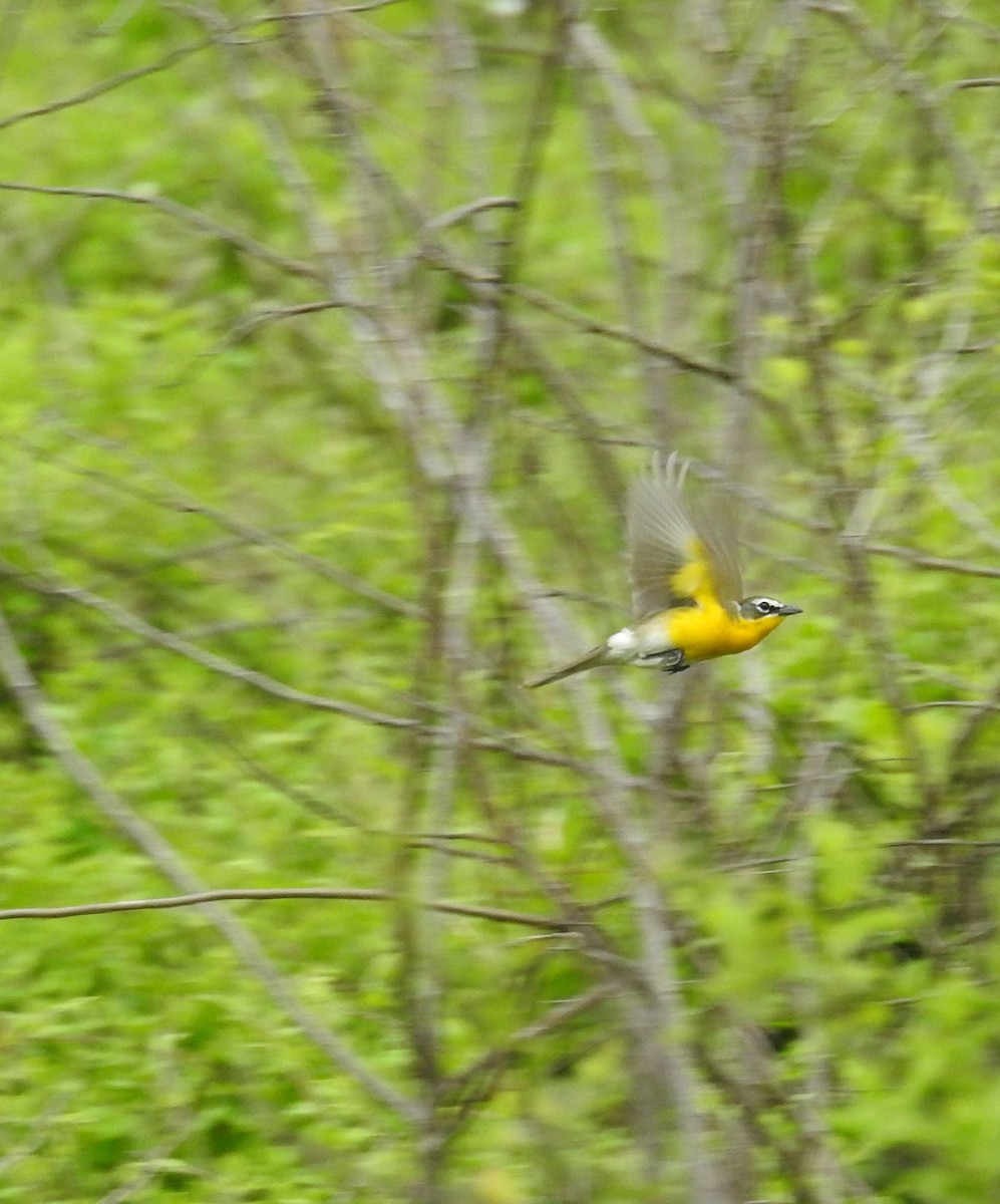 Yellow-breasted Chat - ML618104986