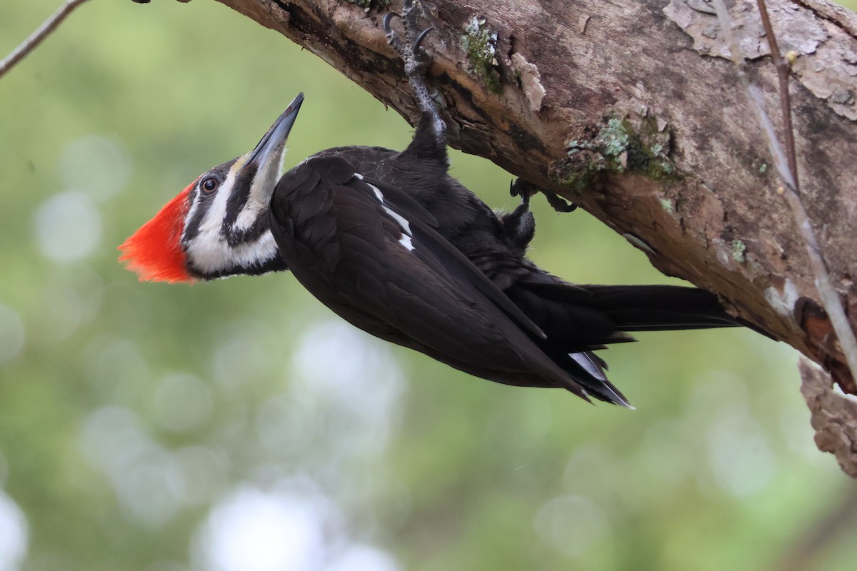 Pileated Woodpecker - Julia Nadeau Gneckow