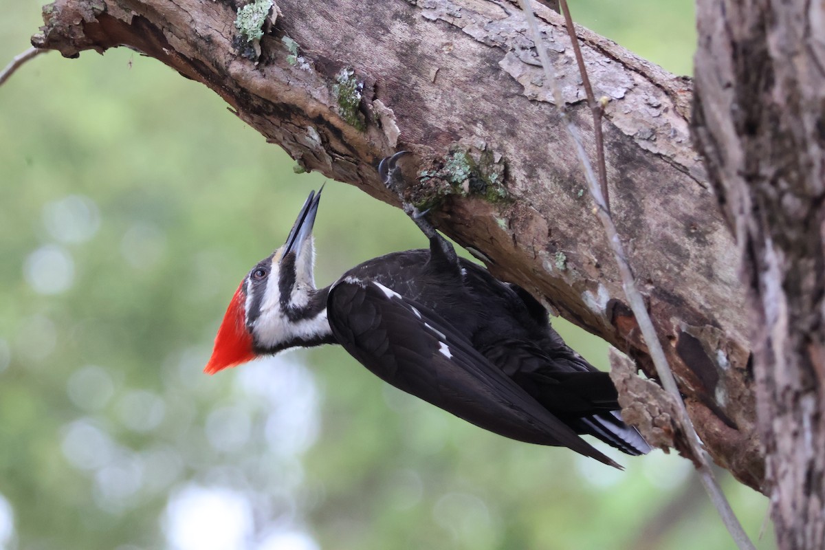 Pileated Woodpecker - Julia Nadeau Gneckow