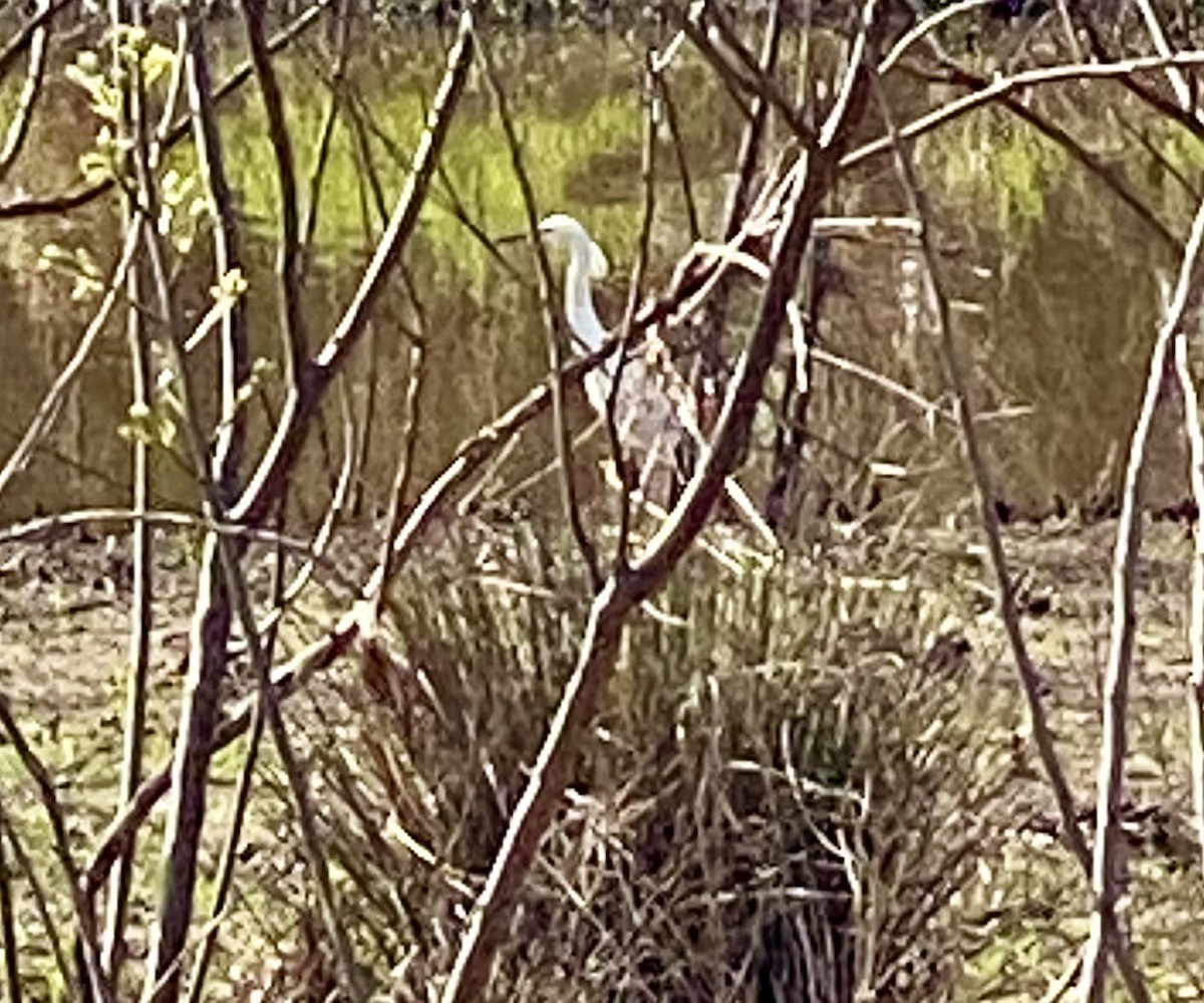 Snowy Egret - ML618105006