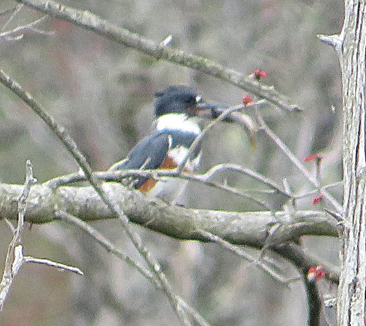 Belted Kingfisher - Marianne Friers