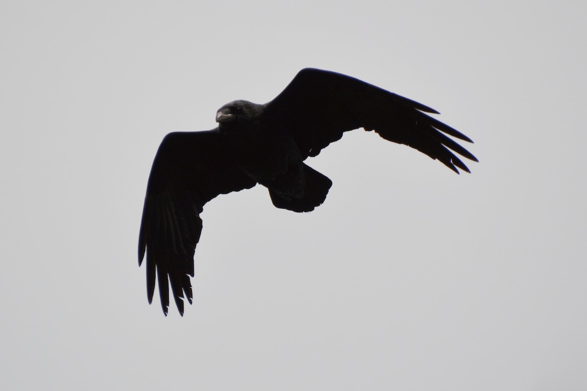 American Crow - Cheryl Hubert