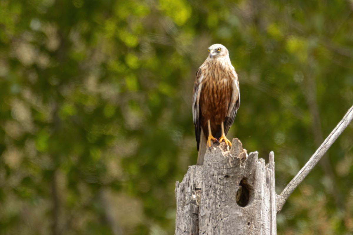 Western Marsh Harrier - ML618105033