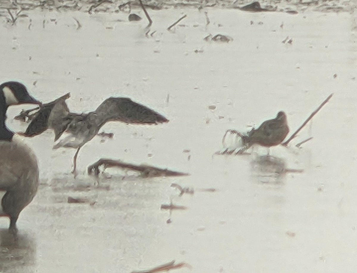 Long-billed Dowitcher - Mike V.A. Burrell