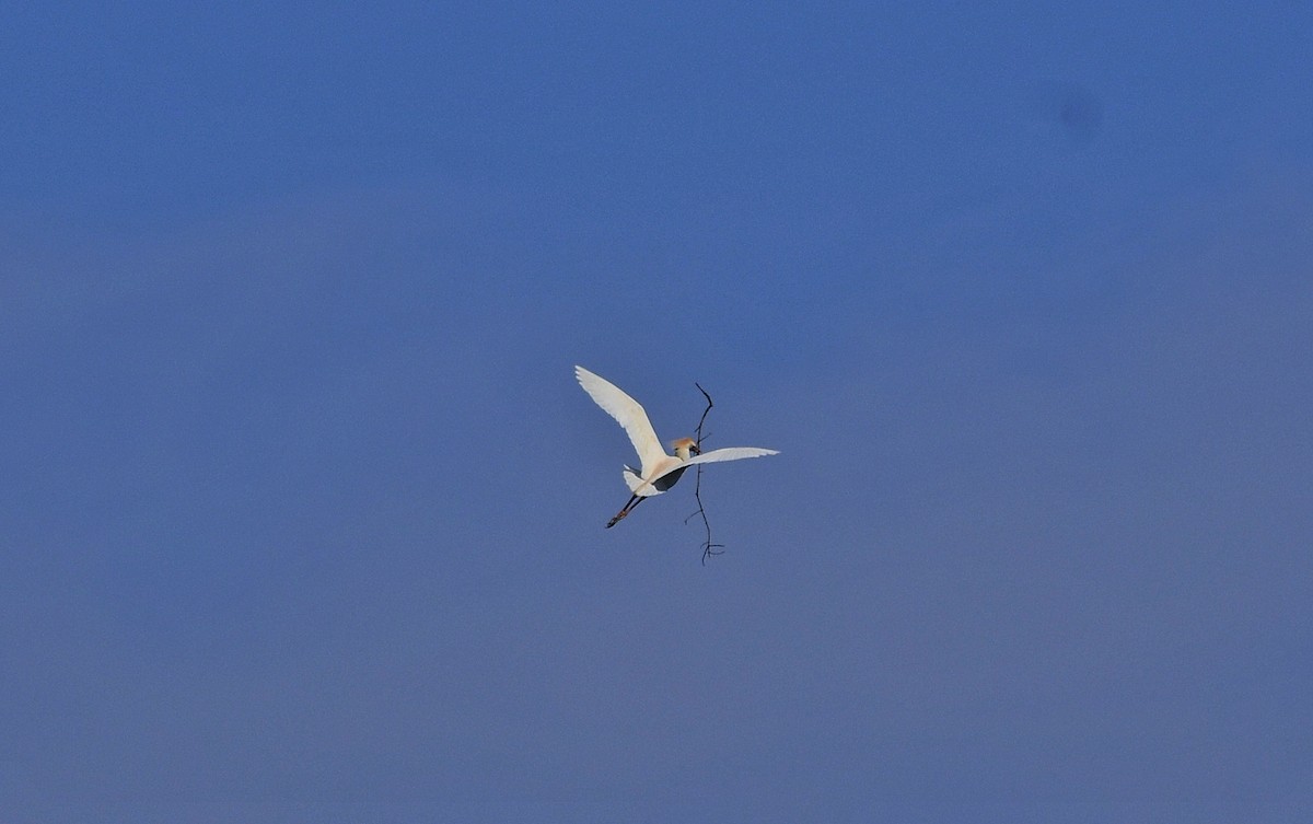 Western Cattle Egret - ML618105041