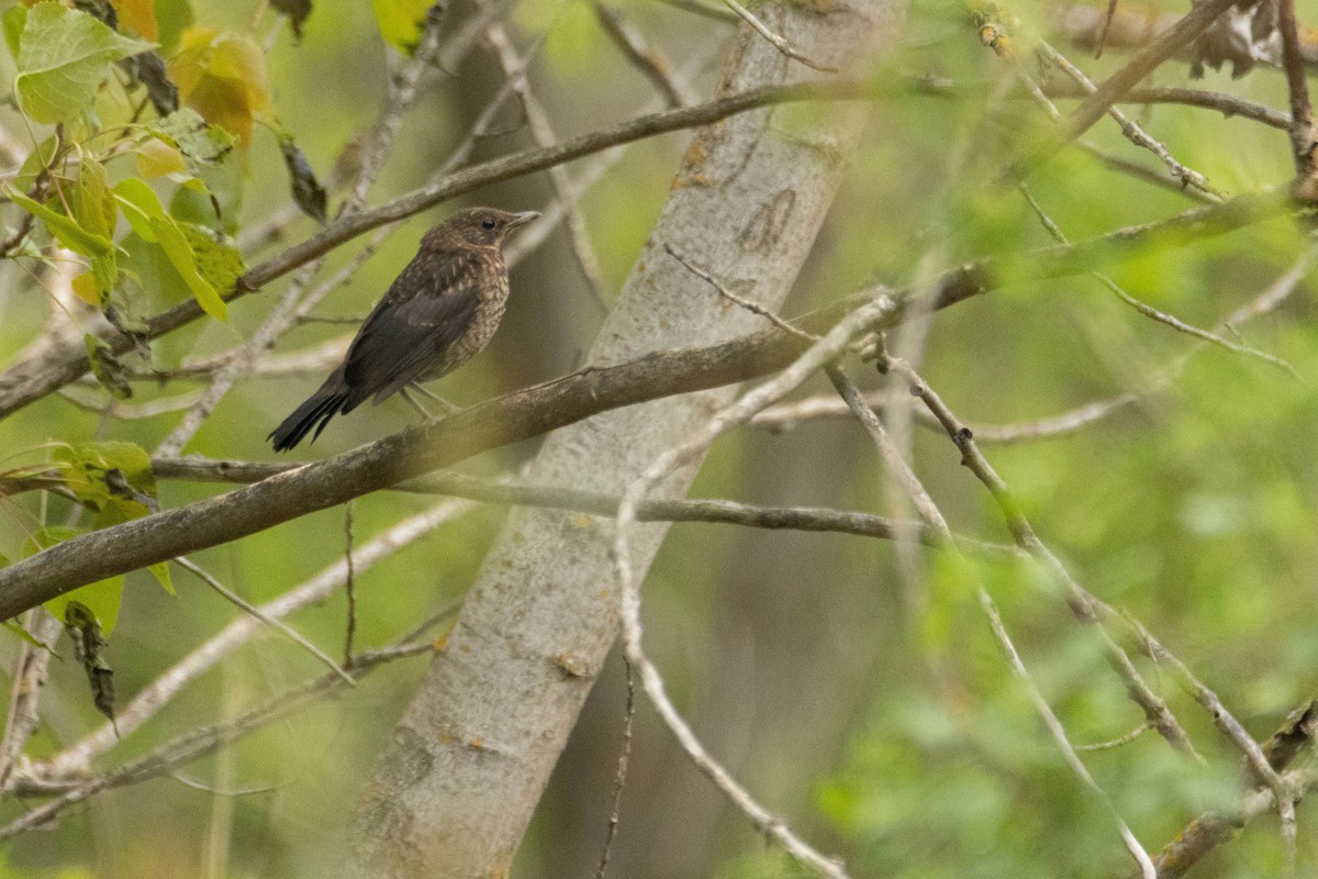 Eurasian Blackbird - ML618105050