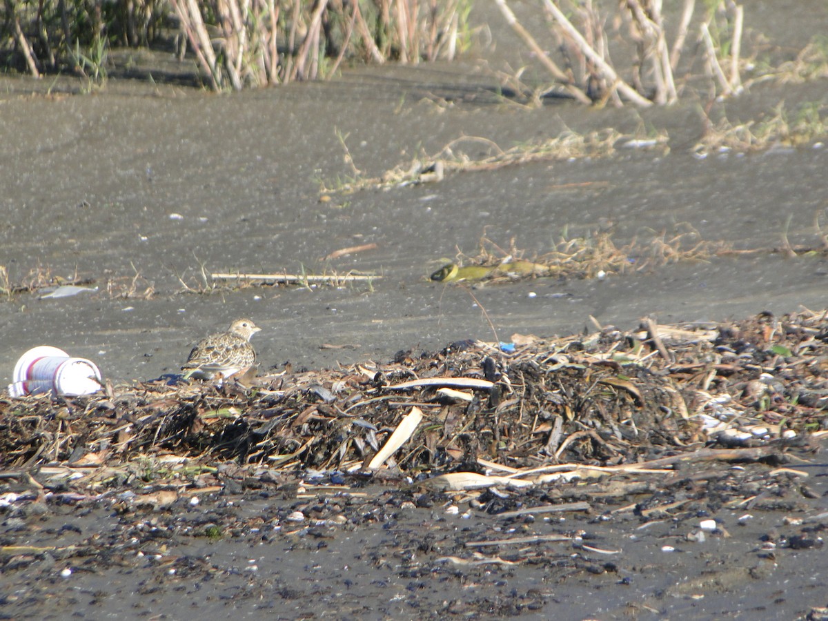 Least Seedsnipe - ML618105051