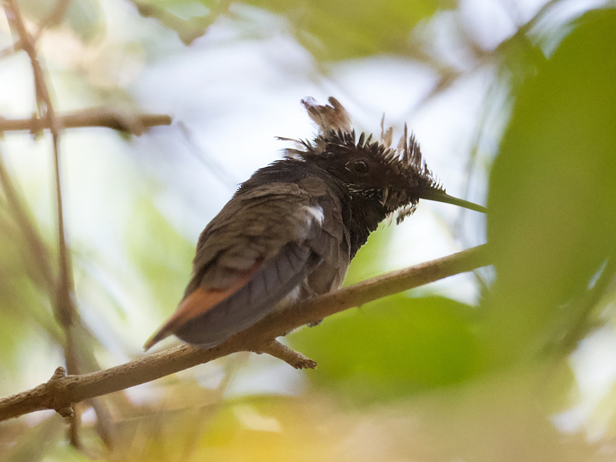 Ruby-topaz Hummingbird - Michael Tromp