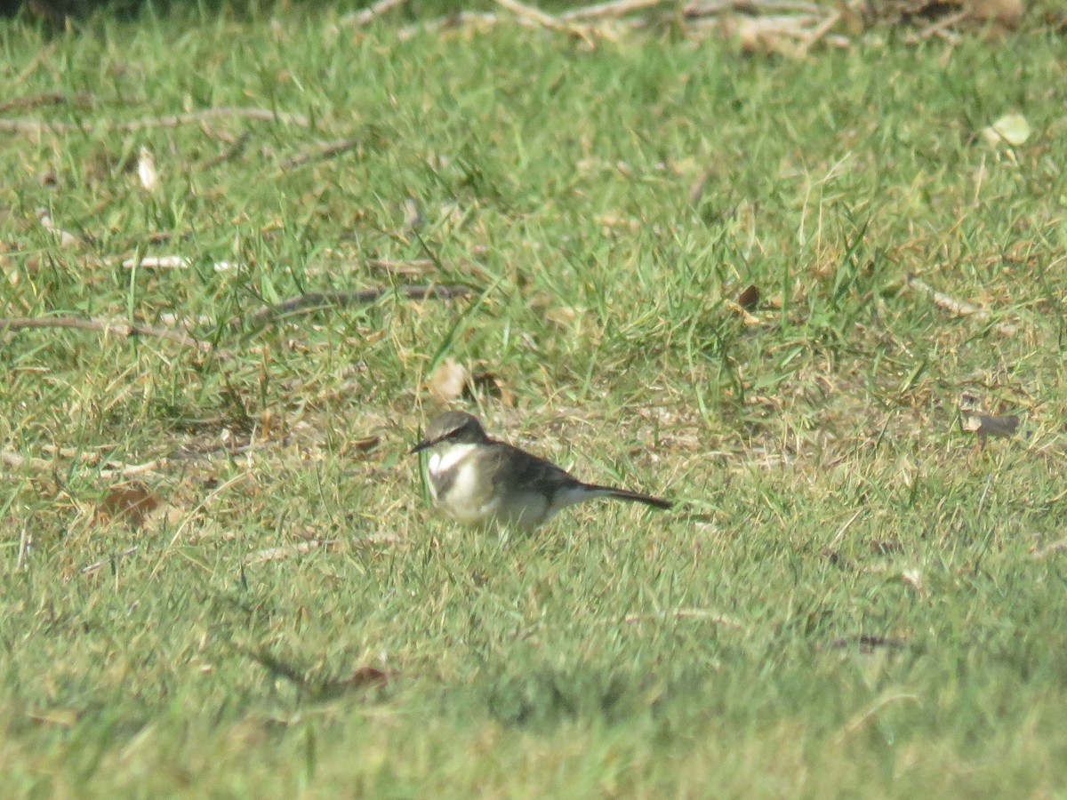 Cape Wagtail - ML618105112