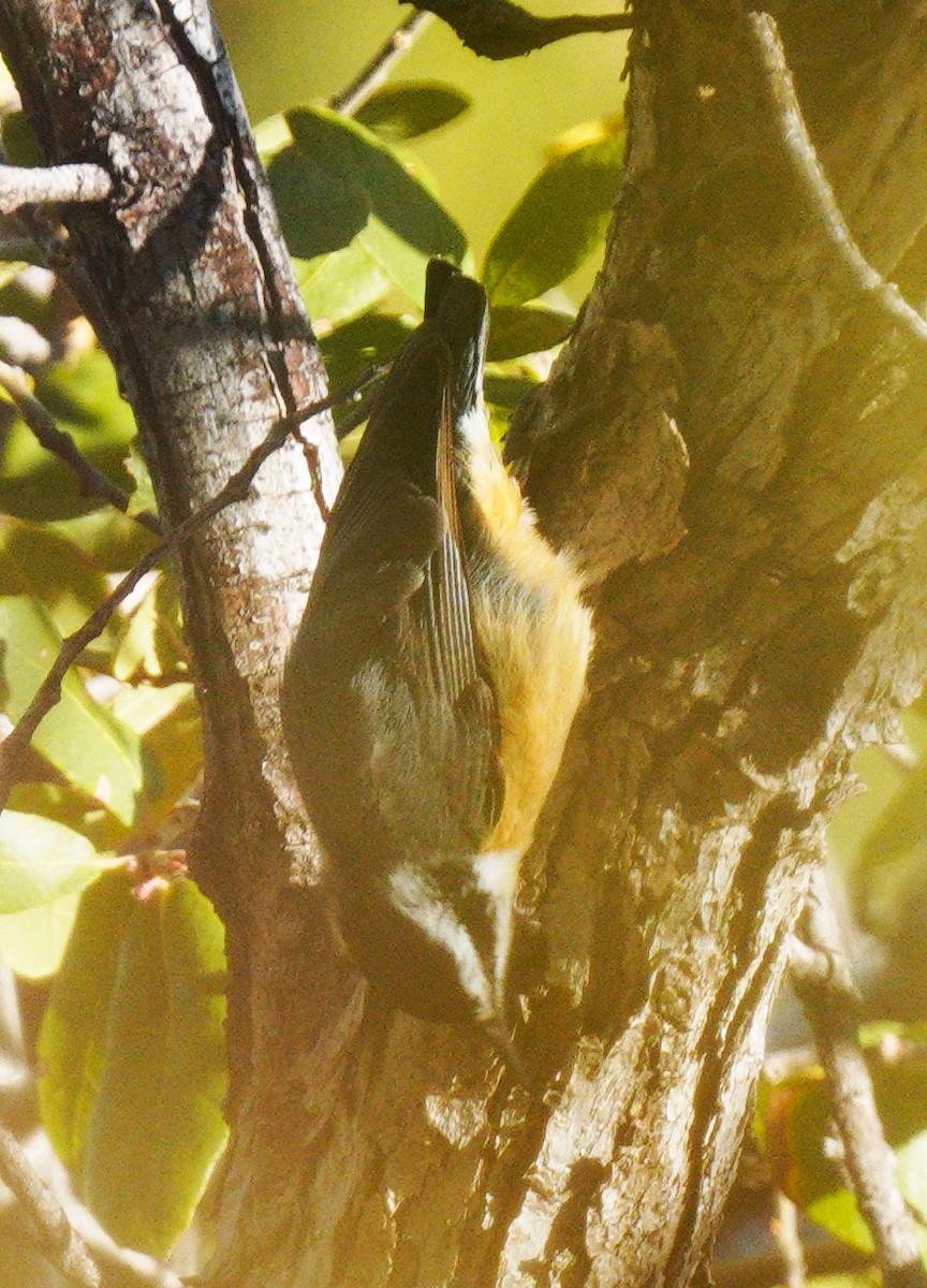 Red-breasted Nuthatch - Gaurav Parekh