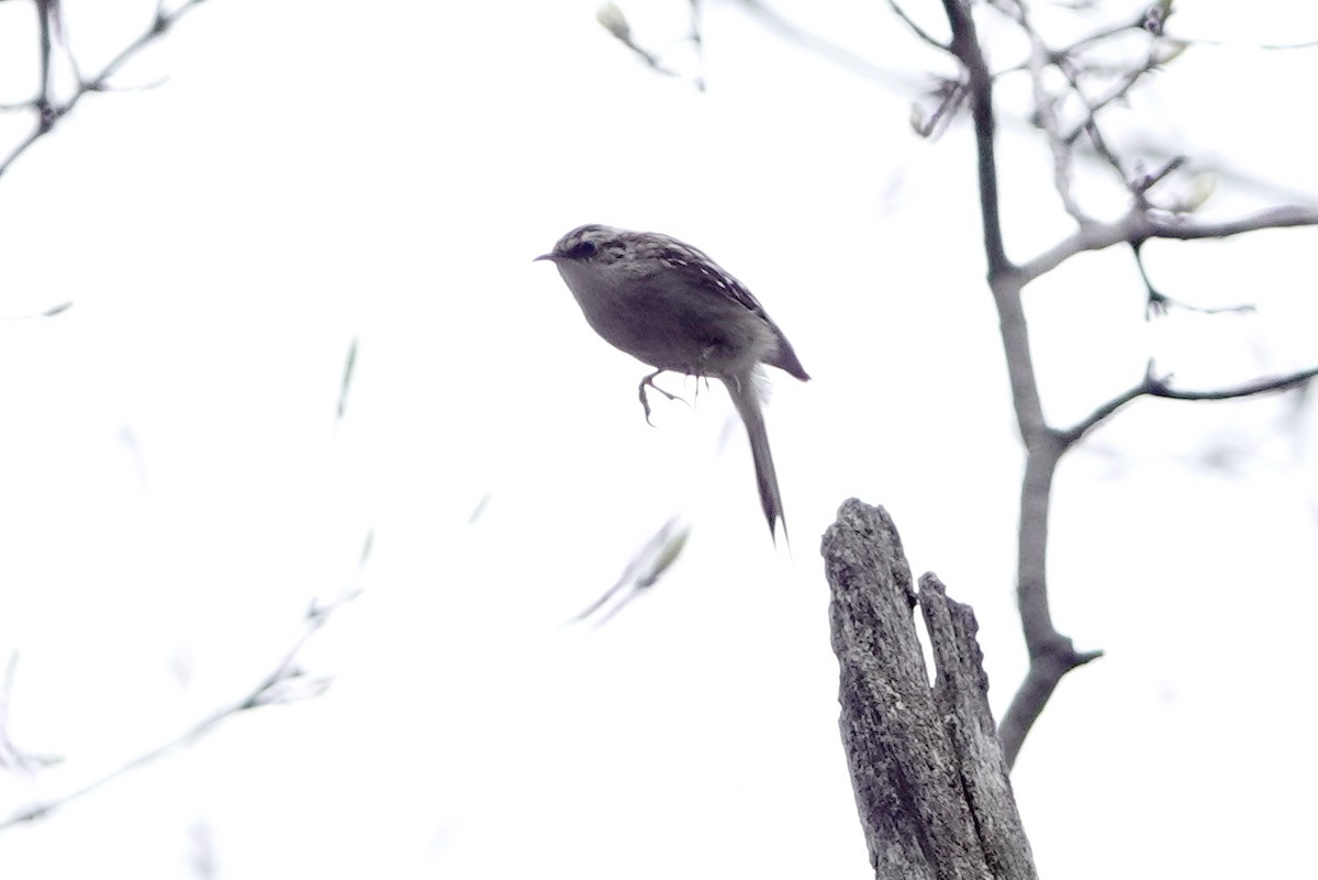 Brown Creeper - Louise Courtemanche 🦅